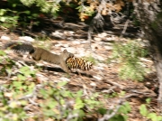 06 - Bryce Canyon NP (5)